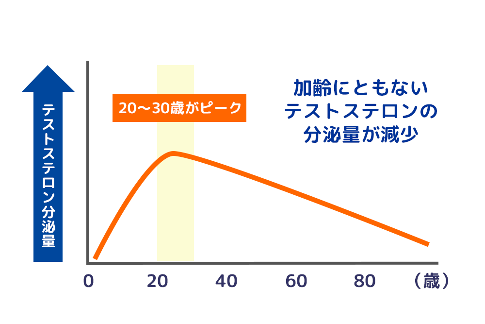 テストステロン分泌量